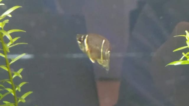 Гурами Шоколадный. Самка с икрой ворту. смотреть онлайн