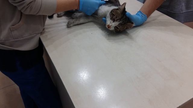 Cat rescue: Abandoned sick cat taken to vet смотреть онлайн