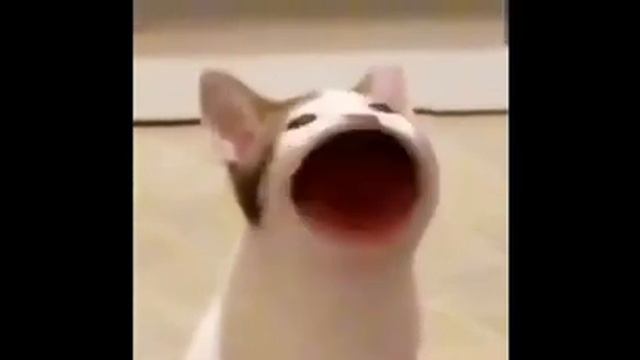 кот открывает рот оригинал 360p смотреть онлайн