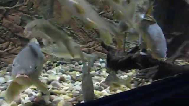 FRESHWATER FISH OF EUROPE*Pesci di lago e fiume Europei*CARPA*BARBO*ANGUILLA*Europe Fish Tank*PESCI смотреть онлайн