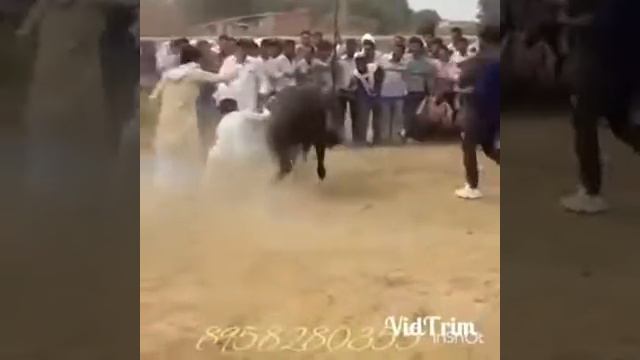 Лошади танцуют смотреть онлайн