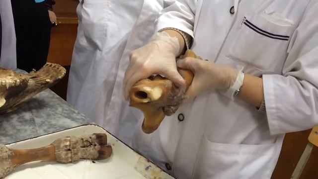 Соединение костей грудной конечности(2) смотреть онлайн