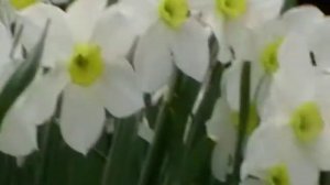 Первоцветы.