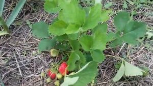 Клубника.  _Елизавета -2_. Как  растёт сорт клубники _Елизавета -2 .