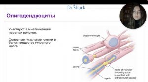 Нервная ткань: нейрон, глия, синапсы #Гистология с Dr. Shark