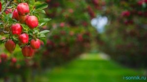 Яблоки на дереве - толкование сонника