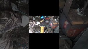 Ковка ягод винограда