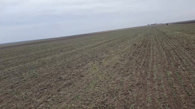 Внесение КАС по озимым! Канадский озимый ячмень Брэндом и Джером, 26.02.2022 смотреть онлайн