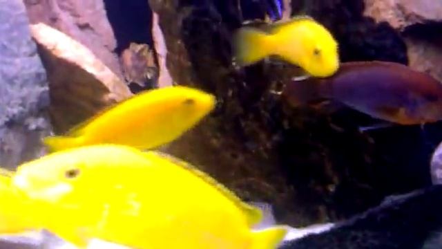 Iodotropheus Sprengerae.mp4 смотреть онлайн