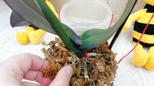 Орхидея. Супер результат. Реанимация Фаленопсиса, без корней и тургора. Фаленопсис Манхэттен. смотреть онлайн