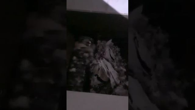 ШРЕДЕР CDS ДЛЯ БИГ БЭГОВ И МЕШКОВ. ОБОРУДОВАНИЕ ДЛЯ БИЗНЕСА. БИЗНЕС ИДЕИ 2022 смотреть онлайн