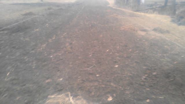 Грецкий орех. Грецький горіх, лунки, схема посадки. смотреть онлайн