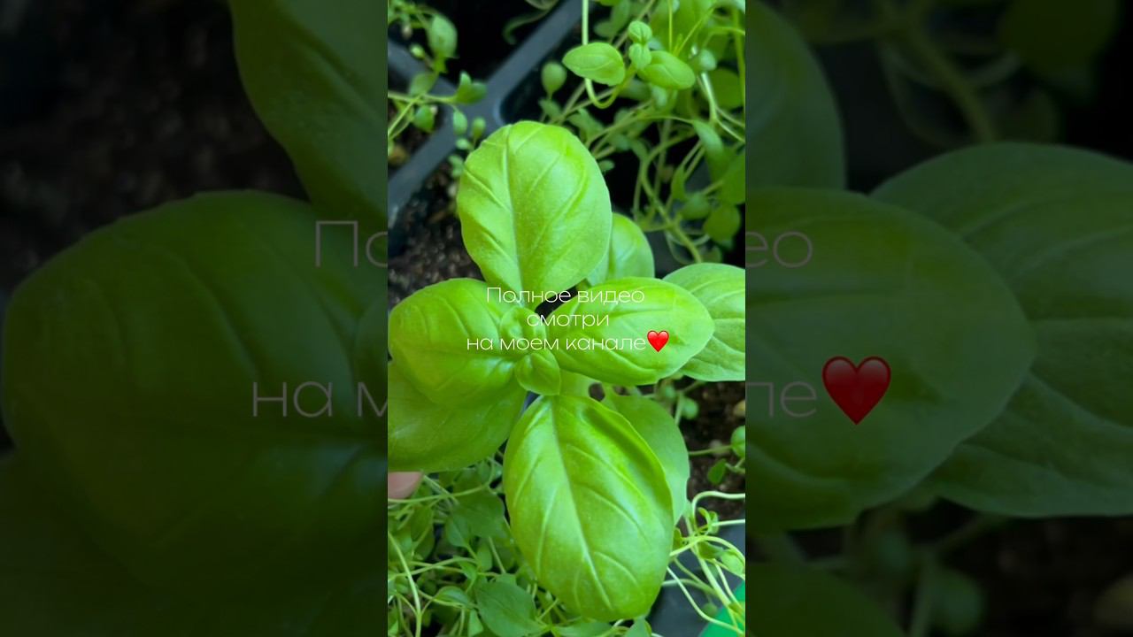 Тут о растениях  | ТОП ЛУЧШИХ пряных и лекарственных трав | А ты знал? Выращиваем на подоконнике