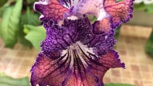 Стрептокарпусы. Удаляем пасынки