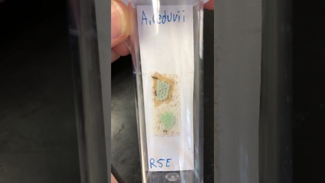 Anastatus reduvii on Halyomorpha halys egg mass смотреть онлайн