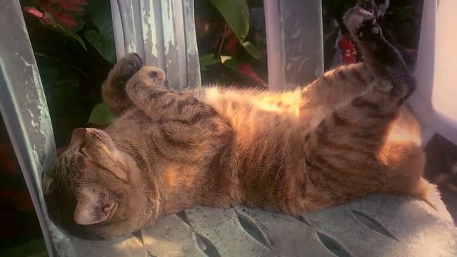 Красиво жить не запретишь (милый кот) смотреть онлайн