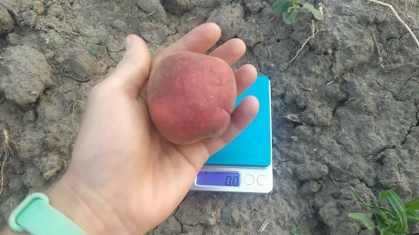 Персик Руби рич