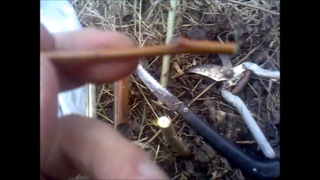 Как прививать грушу черенком. Копулировка груши черенком весной. смотреть онлайн