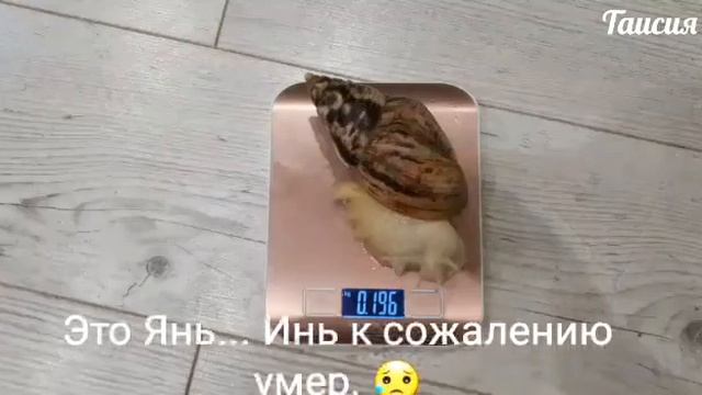 МОЯ КОЛЛЕКЦИЯ УЛИТОК. смотреть онлайн