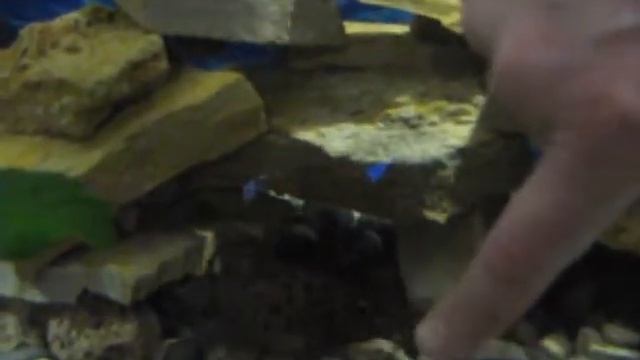 Синодонтис Synodontis смотреть онлайн