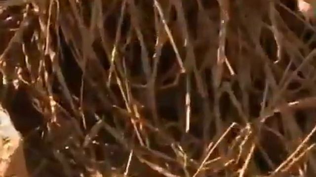 Дом из Самана Практично и Быстро смотреть онлайн