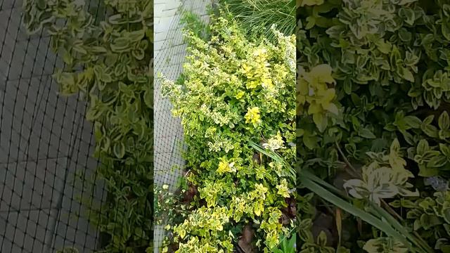 Вариегатные-бересклет*плющ