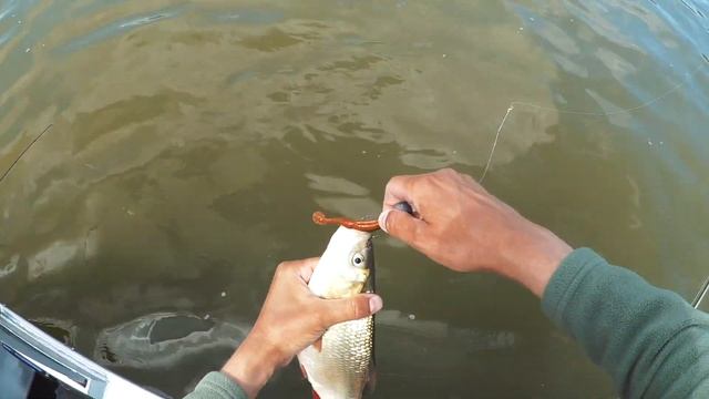 Как поймать язя на спиннинг? Открытие сезона рыбалки с лодки 2019 | Рыбалка с Fishingsib смотреть онлайн