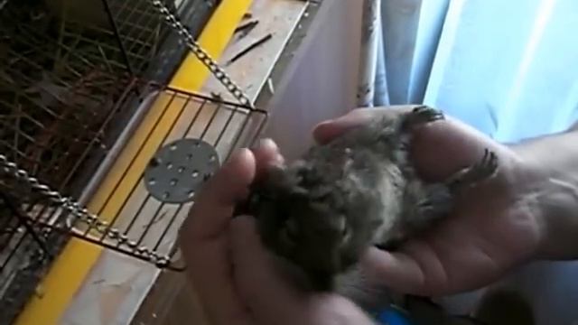 спа массаж для дегу