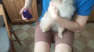 Как вычесать шпица / от начала и конца