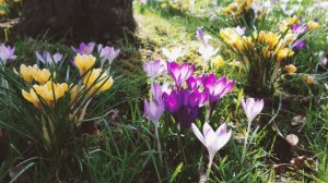 🌼Поздравление с 8 марта для сестры💋