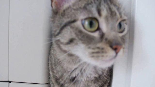 Kitty discovers cables and printers sweet Schmusy cat exploring - Schmusy & Panthy Cat смотреть онлайн