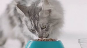 Реклама  Purina One Природа здоровья