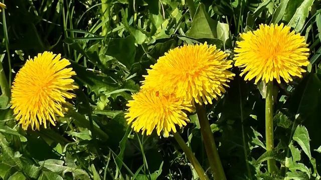 ПЕЧЕНЬ будет как НОВАЯ Простые и дешевые народные рецепты профилактики и лечения заболеваний печени смотреть онлайн