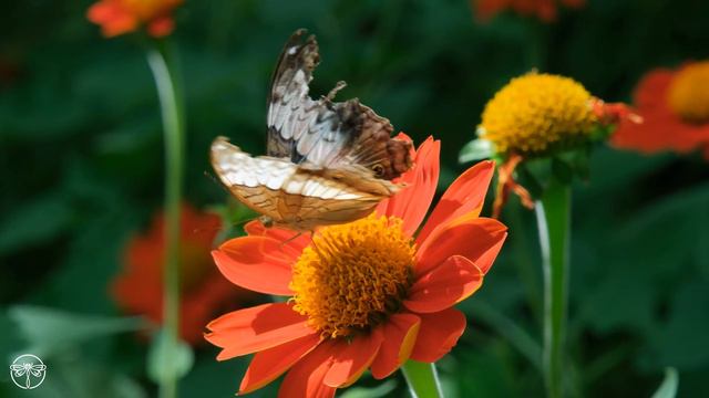 Colorful Butterflies