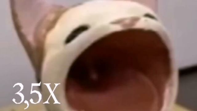 кот открывает рот скорость 999x (чпокает) смотреть онлайн