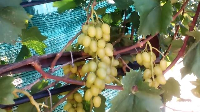 Этот  ВИНОГРАД я долго ждал...(2020г)