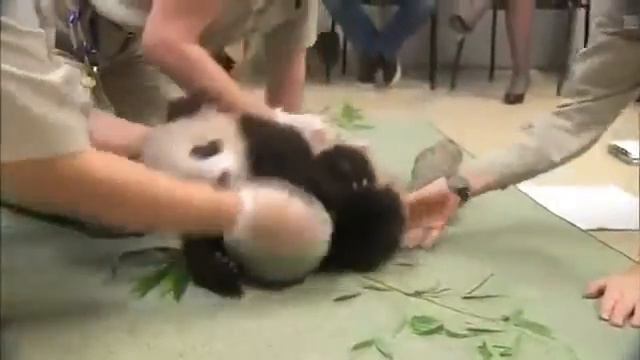 Панда играется с мячиком: детеныш панды прошел обследование смотреть онлайн