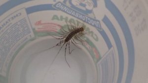 Чем удобно ловить сороконожку, чтоб выпустить её за пределы дома