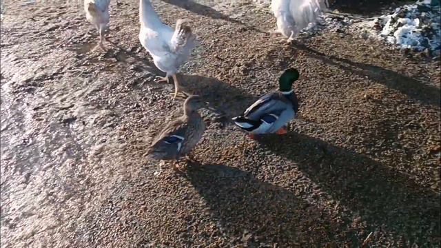 1 января 2024 г.С НОВЫМ ГОДОМ!!! ПОЗДРАВЛЕНИЯ ОТ НОЕВА КОВЧЕГА!!!