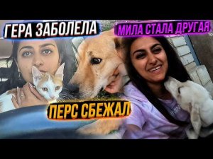 У меня Истерика!Герда чуть не попала под машину. Собаки подрались. Невинка выполняет трюки
