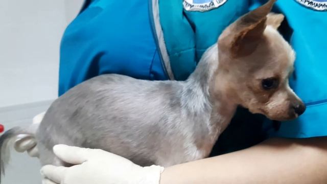 Измерение температуры тела. смотреть онлайн