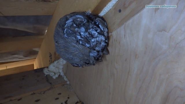 Как мы с осами боролись//Как избавится от ос смотреть онлайн