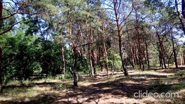 Отдых в Юрьевке. Сосновый бор. Азовская креветка. смотреть онлайн