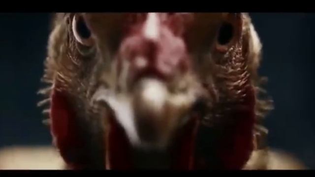 Chicken Song - Funny chicken dance _ Trend Oriental (Original) смотреть онлайн