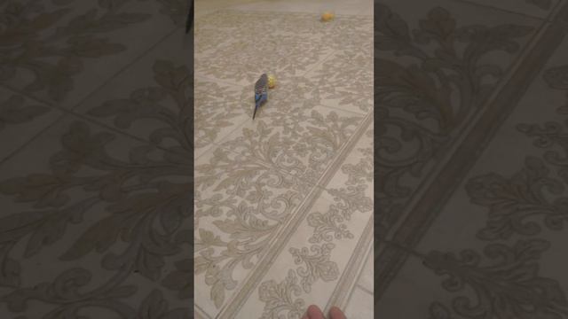 Птица, может быть меньше размером но больше чем друг!!!! смотреть онлайн