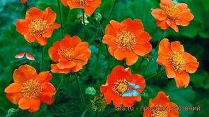 Гравилат ярко-красный (geum coccineum) ? гравилат обзор: как сажать рассада, саженцы гравилата