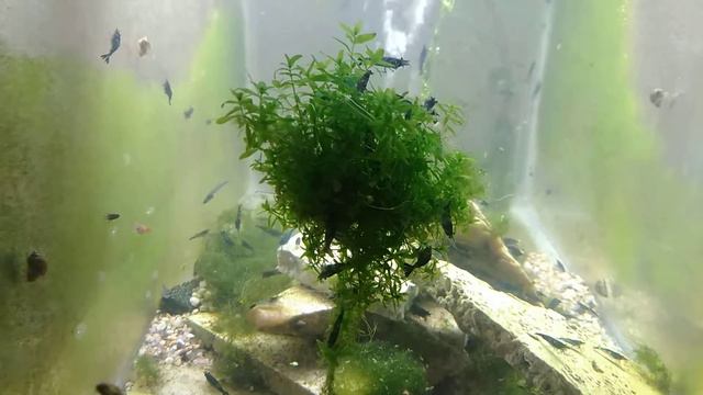 Blue velvet tree. смотреть онлайн