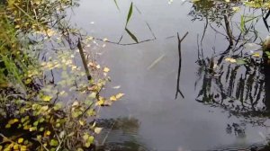 Ловля на вершу осенью!!!!!