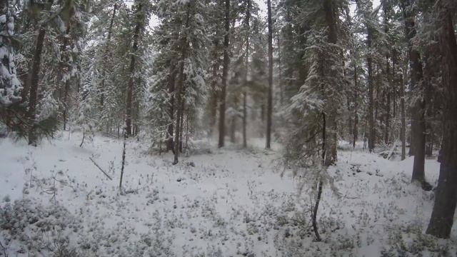 Нашел столовую СОБОЛЯ. смотреть онлайн