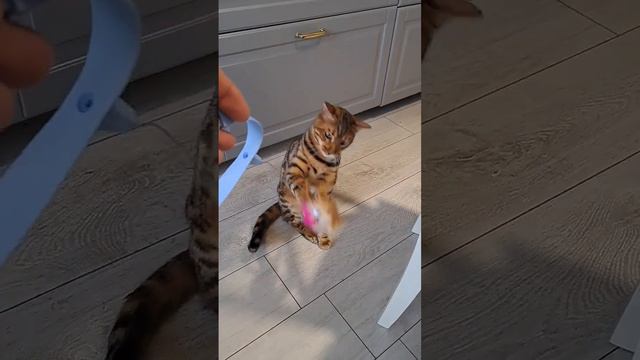 Я забыла описание #котик смотреть онлайн